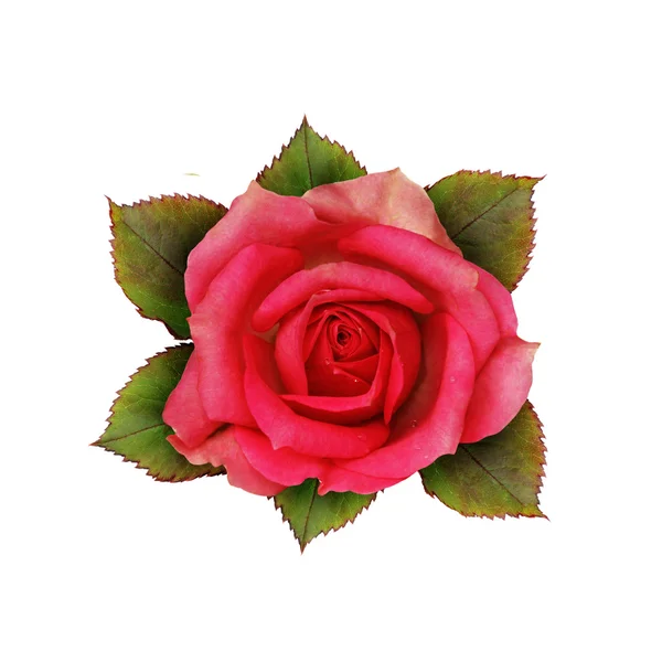 Roze bloem — Stockfoto