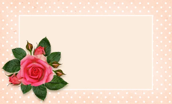 Rosa flores e moldura — Fotografia de Stock