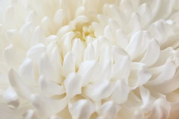 Fiore di crisantemo bianco — Foto Stock