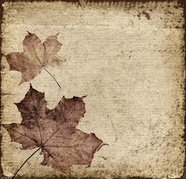 秋天的叶子背景 — 图库照片