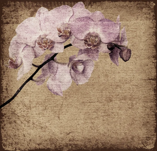 Gammal bakgrund med orkidé blommor — Stockfoto