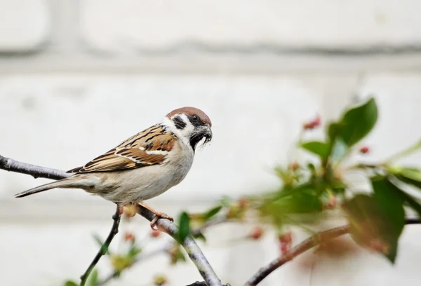 Sperling baut ein Nest — Stockfoto