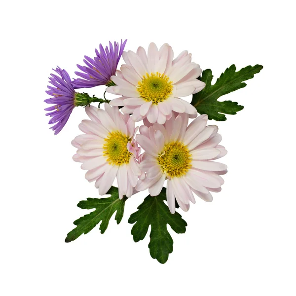 Asters composição de flores — Fotografia de Stock