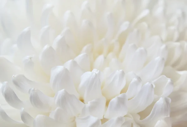 Fiore di crisantemo bianco — Foto Stock