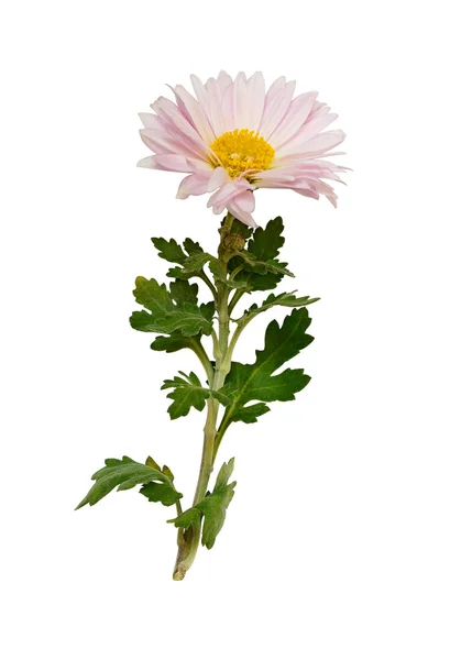 Aster virág — Stock Fotó