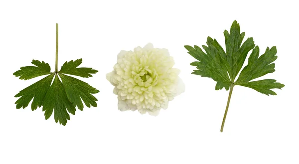 白い花と葉 — ストック写真