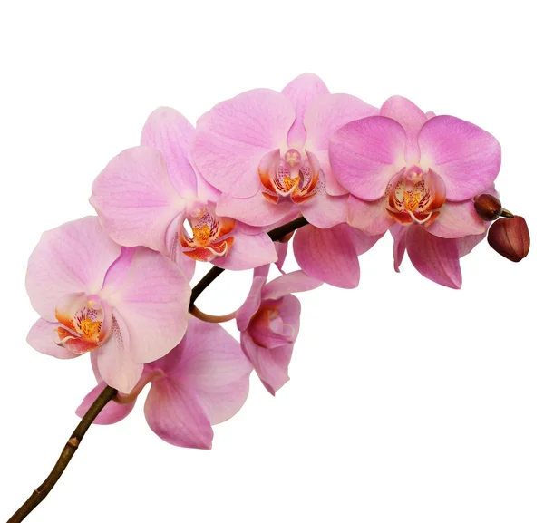 Pink orkidé blomma — Stockfoto