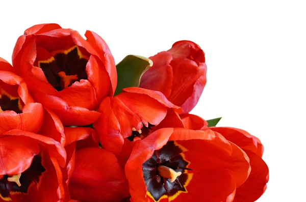 Tulpan blommor — Stockfoto