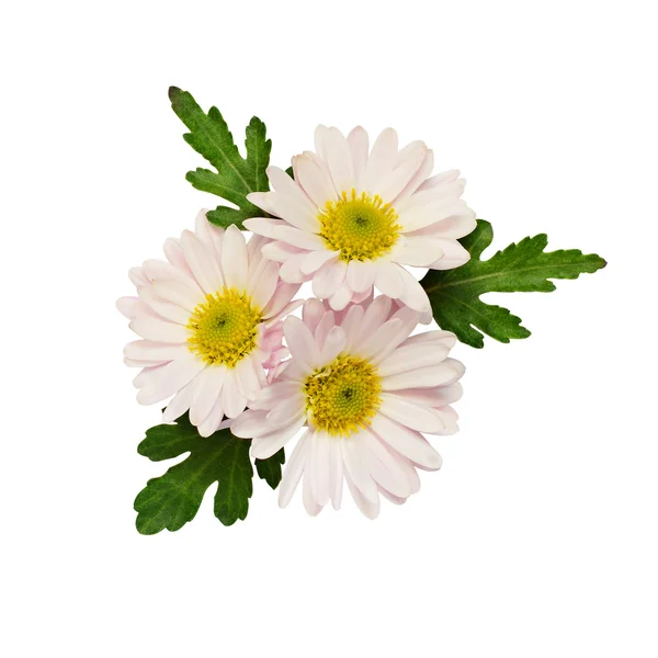 Asters composição de flores — Fotografia de Stock