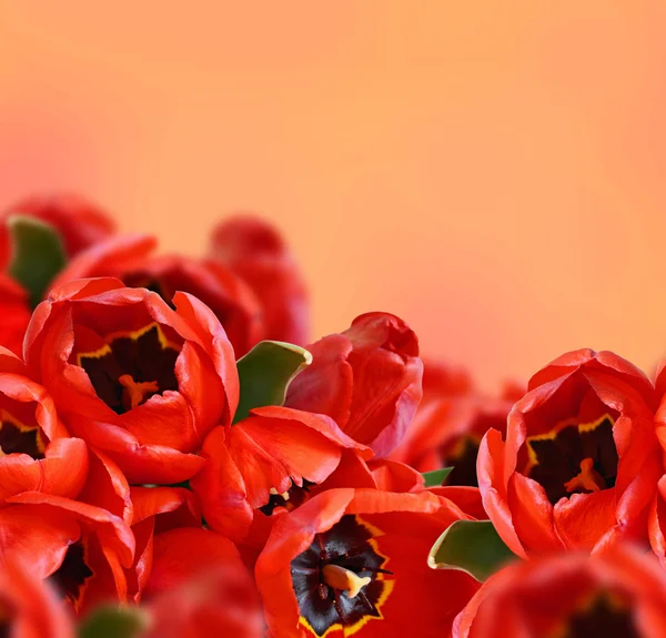 Tulip flowers background — Zdjęcie stockowe