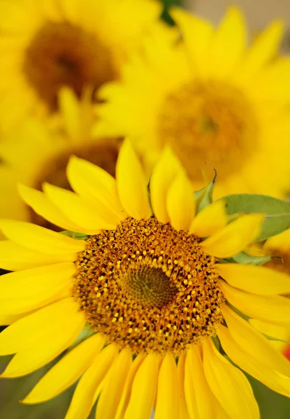 Sunflowers — Stock Photo, Image