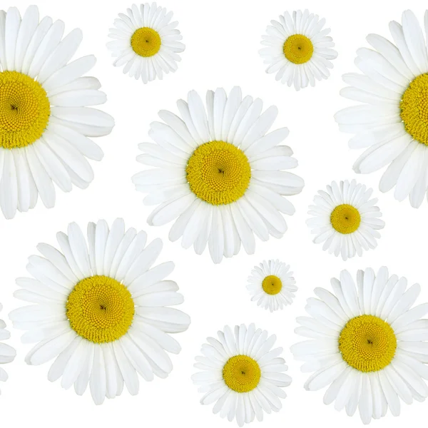 Marguerite motif de fleurs — Photo