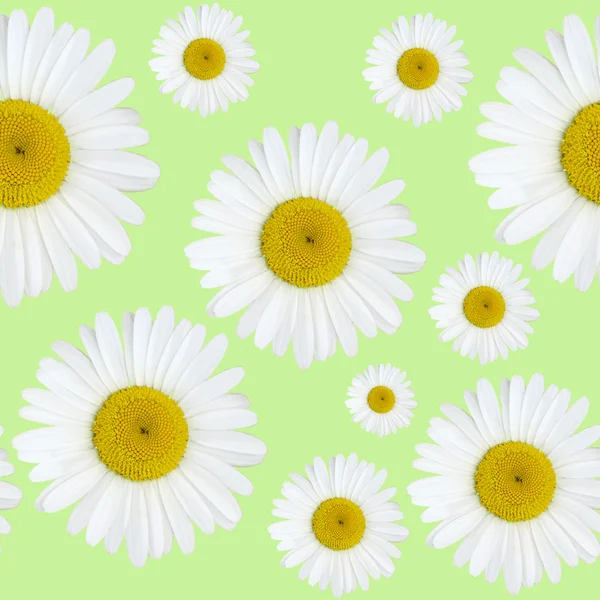 Vzor květy sedmikráska — Stock fotografie
