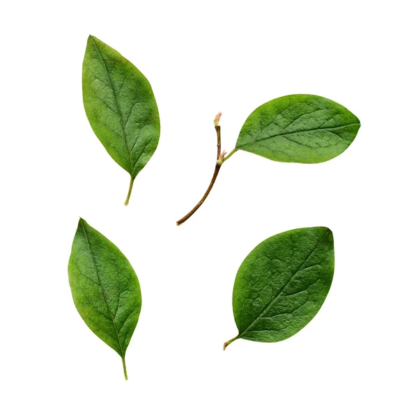 Närbild av gröna blad — Stockfoto