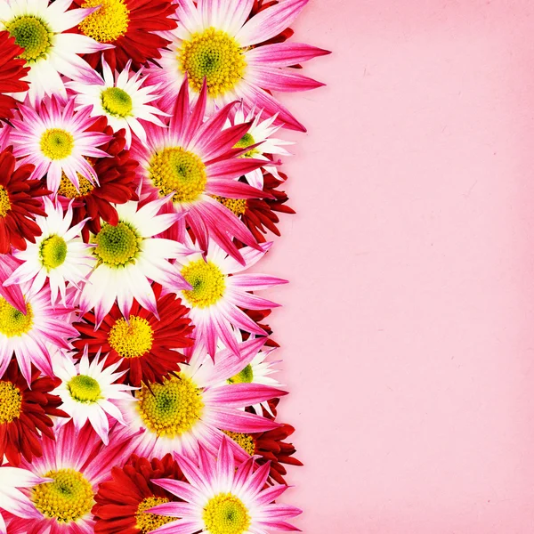 Aster borde de flores — Foto de Stock