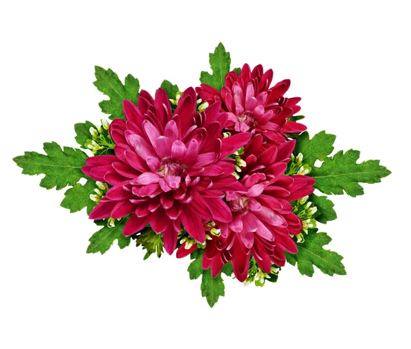 Aster blommor sammansättning — Stockfoto