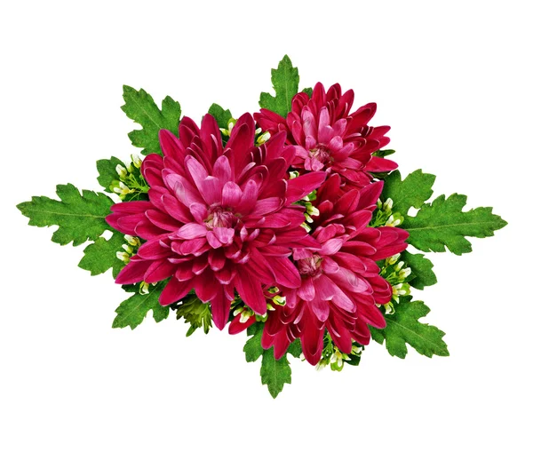 Aster flores composición — Foto de Stock