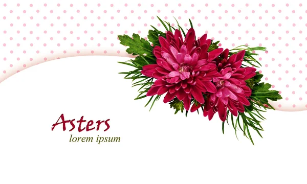 Aster Fondo de flores —  Fotos de Stock