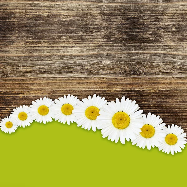 Daisy flowers background — Stock Photo, Image