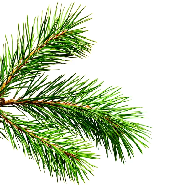 Pine twig on white — Stock Photo, Image