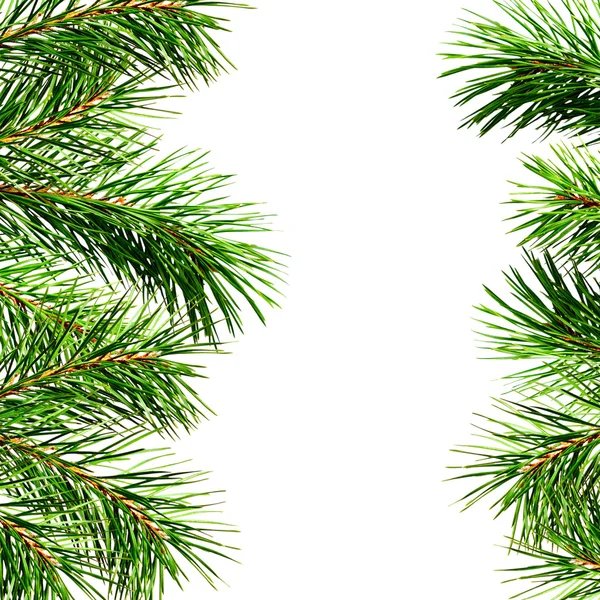 Pine kvistar kanter — Stockfoto