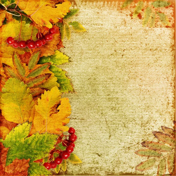 Höstens bakgrund med blad och bär Stock Obrázky