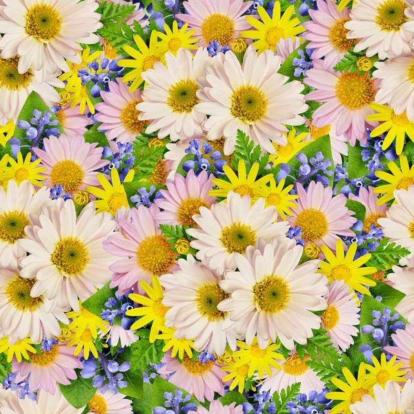 Nahtloses Muster aus Aster und Wildblume — Stockfoto