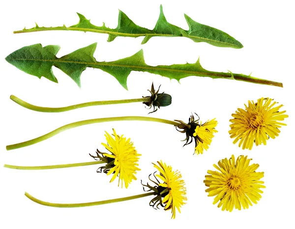 Fiori e foglie di tarassaco giallo — Foto Stock