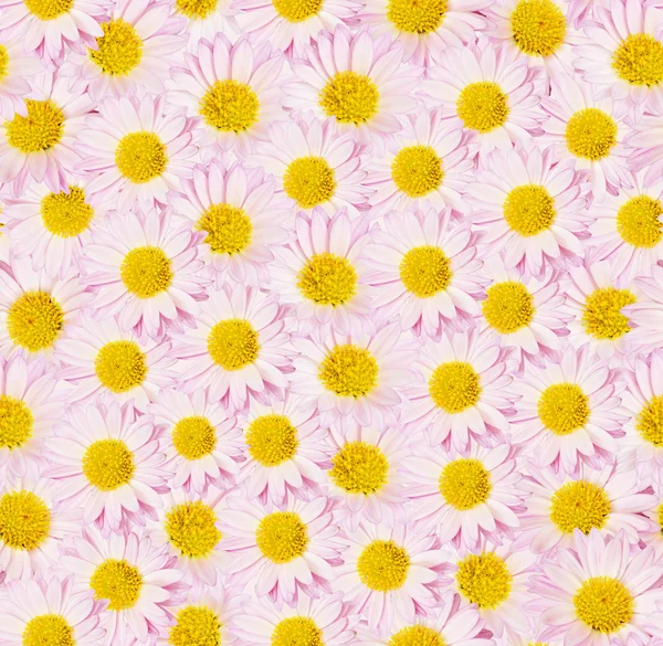 Pink daisy blommor — Stockfoto