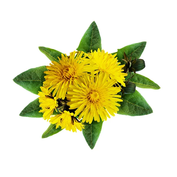 タンポポの花の花束 — ストック写真