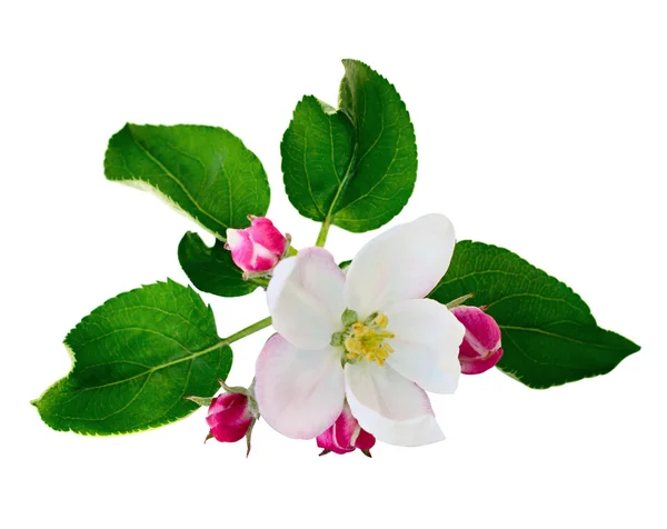 Apple blommor och knoppar — Stockfoto