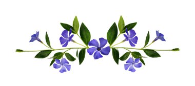 Deniz salyangozu çiçek kompozisyon
