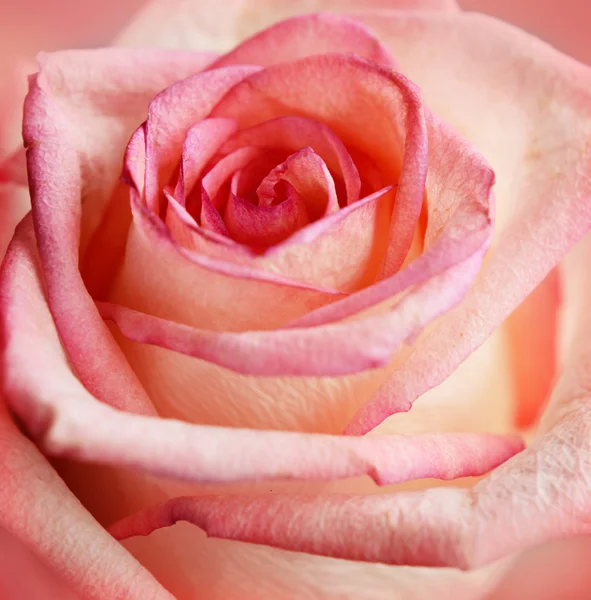 Nærbillede af lyserød rose - Stock-foto