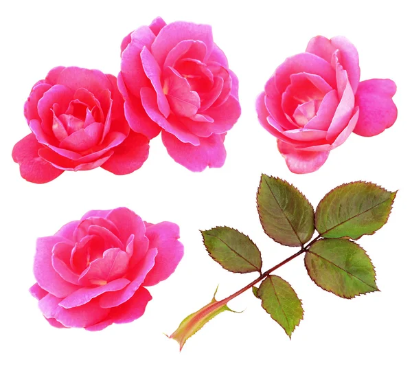 Conjunto de rosa rosa flores e folhas — Fotografia de Stock