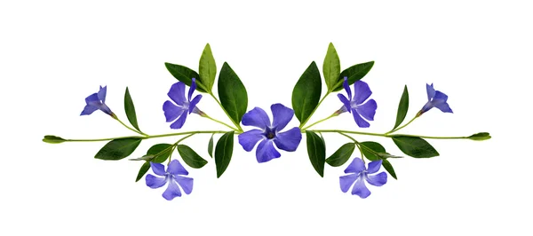 Periwinkle flowers composition — Stock Photo, Image