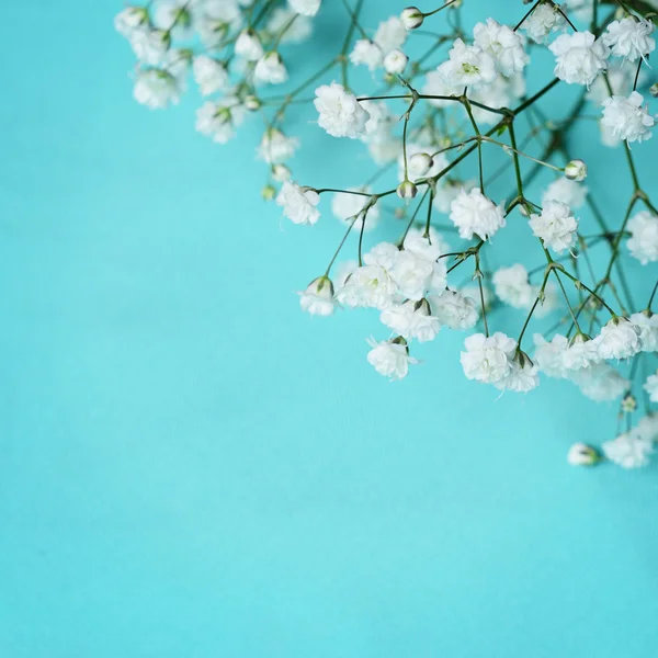 Flores blancas sobre fondo azul — Foto de Stock