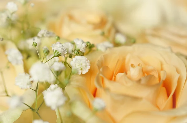 Persika rosa blommor — Stockfoto