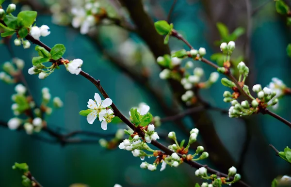 アップルが咲き始める — ストック写真