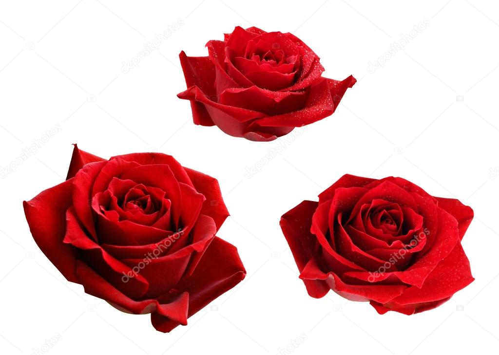 Set of three red rose flowers