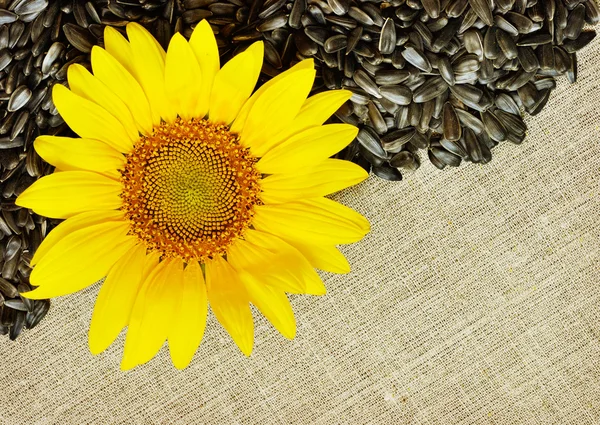 Sunflower, seeds and canvas — Stock Photo, Image