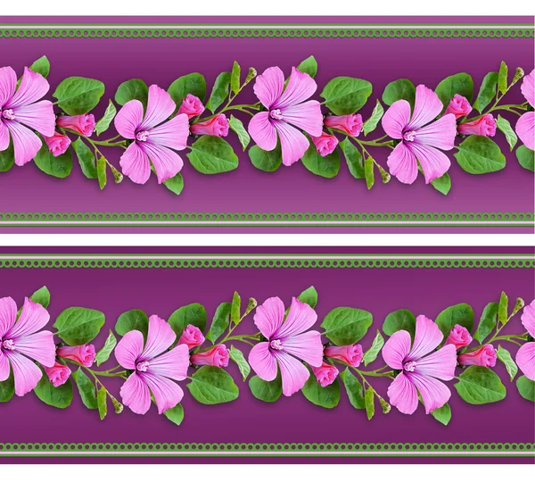 Bindweed Blumen auf lila Hintergrund — Stockfoto