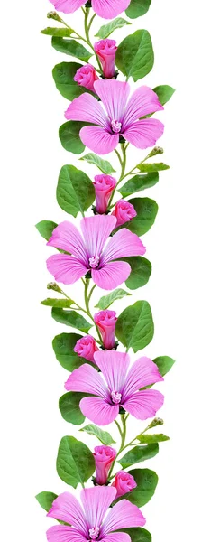 Bindweed flowers seamless pattern — Stock Photo, Image