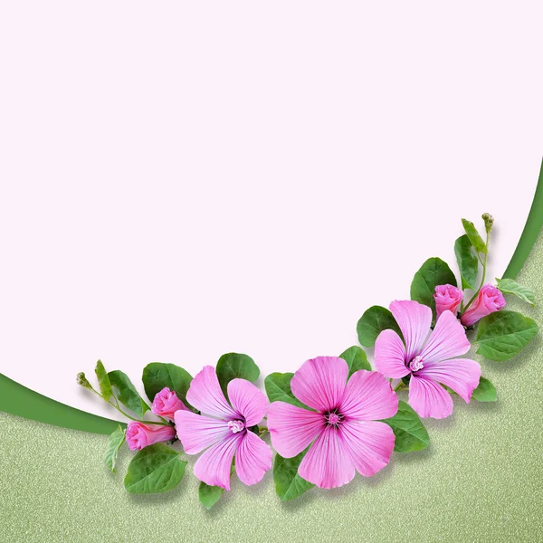 Fundo com composição de flores de bindweed — Fotografia de Stock