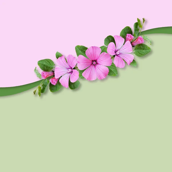 Achtergrond met bindweed bloemen samenstelling — Stockfoto