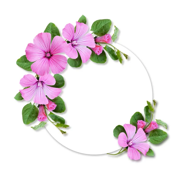 Marco circular con flores de bindweed —  Fotos de Stock