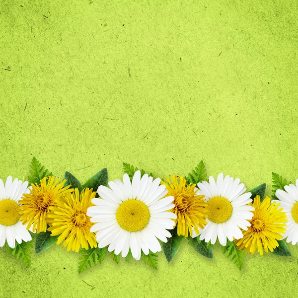 Fleurs de marguerite et de pissenlit sur fond de papier vert — Photo