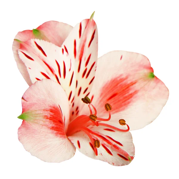 Alstroemeria fiore isolato su bianco — Foto Stock