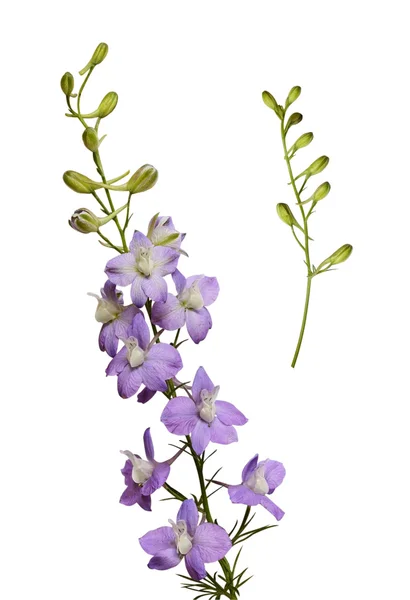 Flores y capullos de Delphinium — Foto de Stock