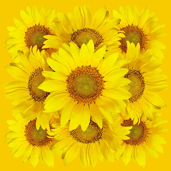 Closeup slunečnice pro pozadí — Stock fotografie