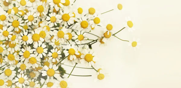 Gänseblümchen-Blumenstrauß — Stockfoto
